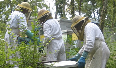 Les points forts du stage d'apiculture : Les abeilles et la mer